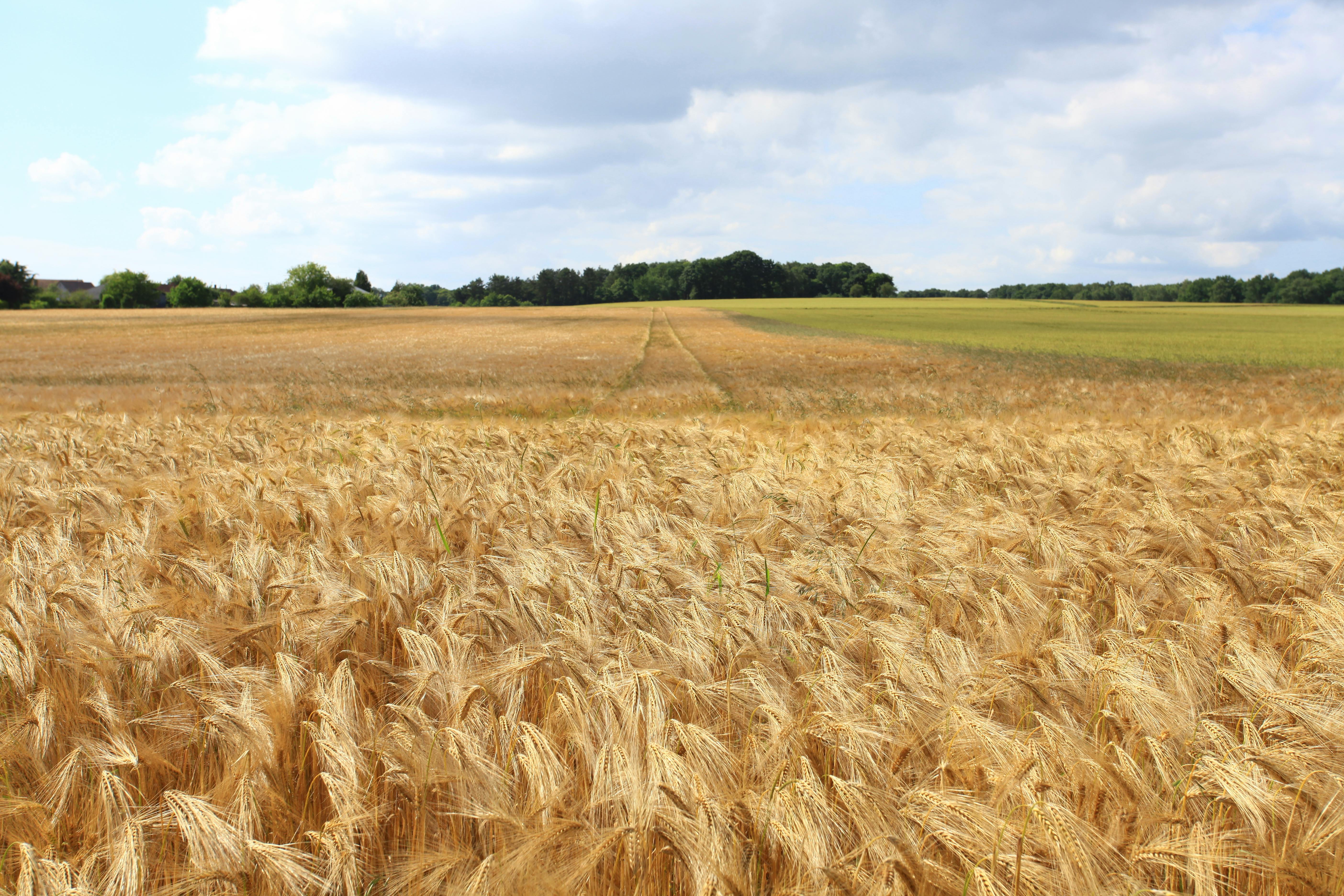 Negoxyl Expands Wheat Trading Operations to New Markets